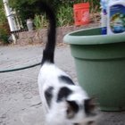 lost cat in Reno, Nevada