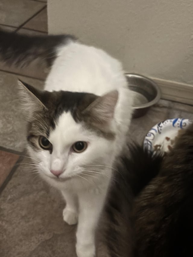 Found Cat in El Paso, Texas — Cat spay