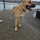 lost dog in Seattle, Washington