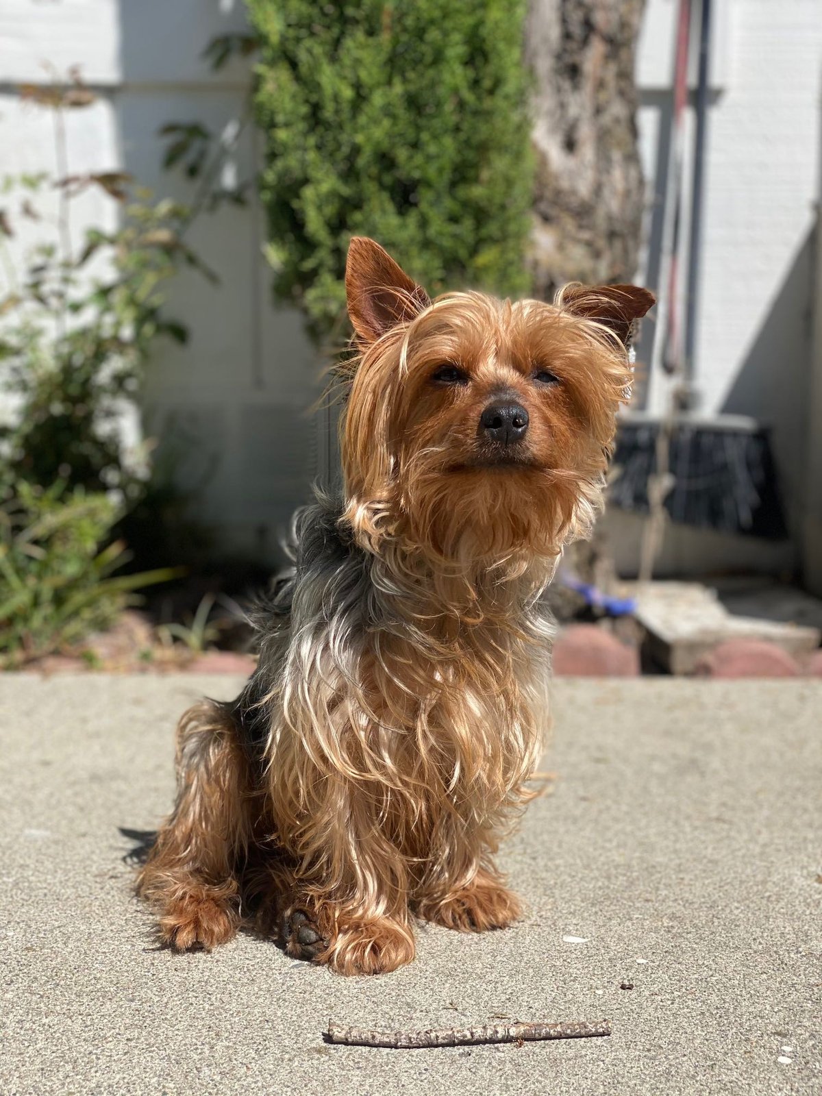 Lost Dog in Oakland, California — listing photo