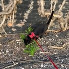 lost cat in Baltimore, Maryland