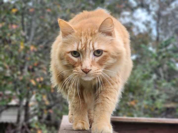 Lost Cat in Humble — listing photo