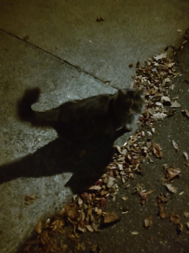 Lost Cat in Winston-Salem, North Carolina — listing photo