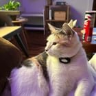 Lost Pet in Raleigh, North Carolina — listing photo