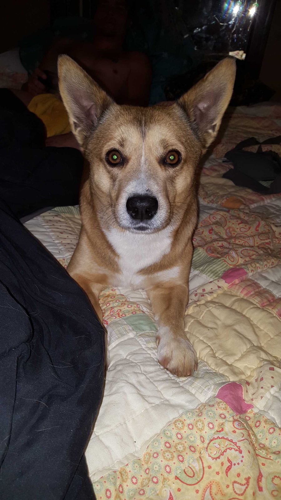 Lost Dog in Anderson, Indiana — listing photo