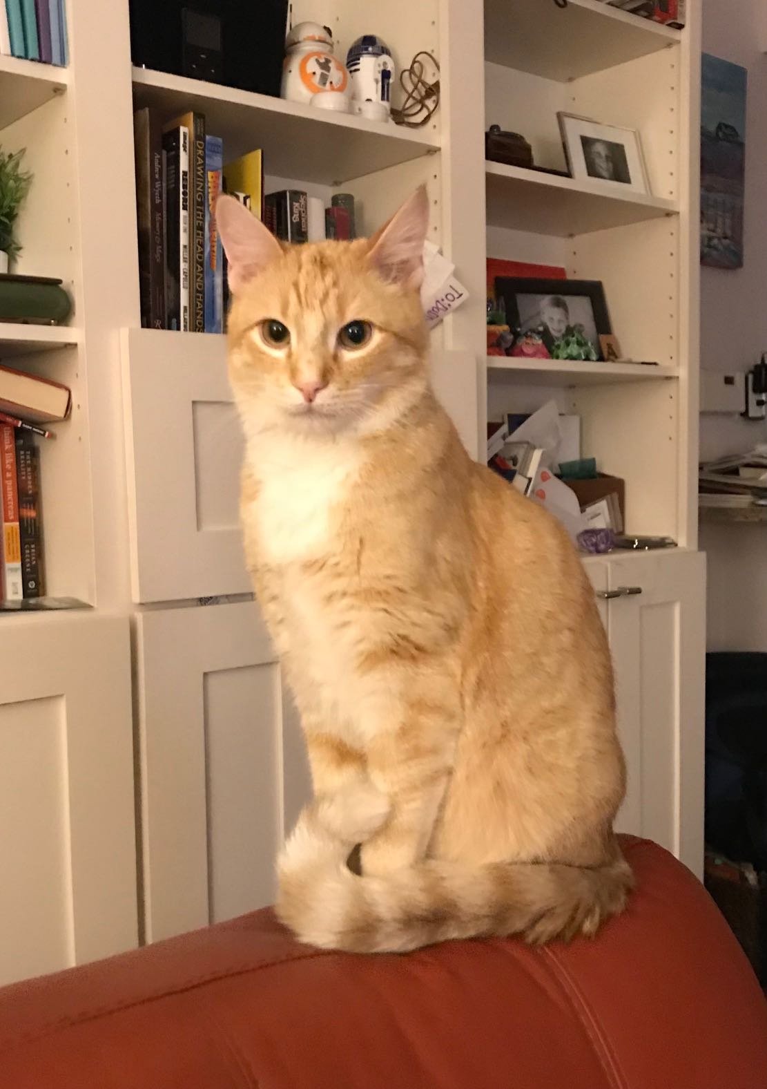 Lost Cat in Lakewood, Ohio — listing photo