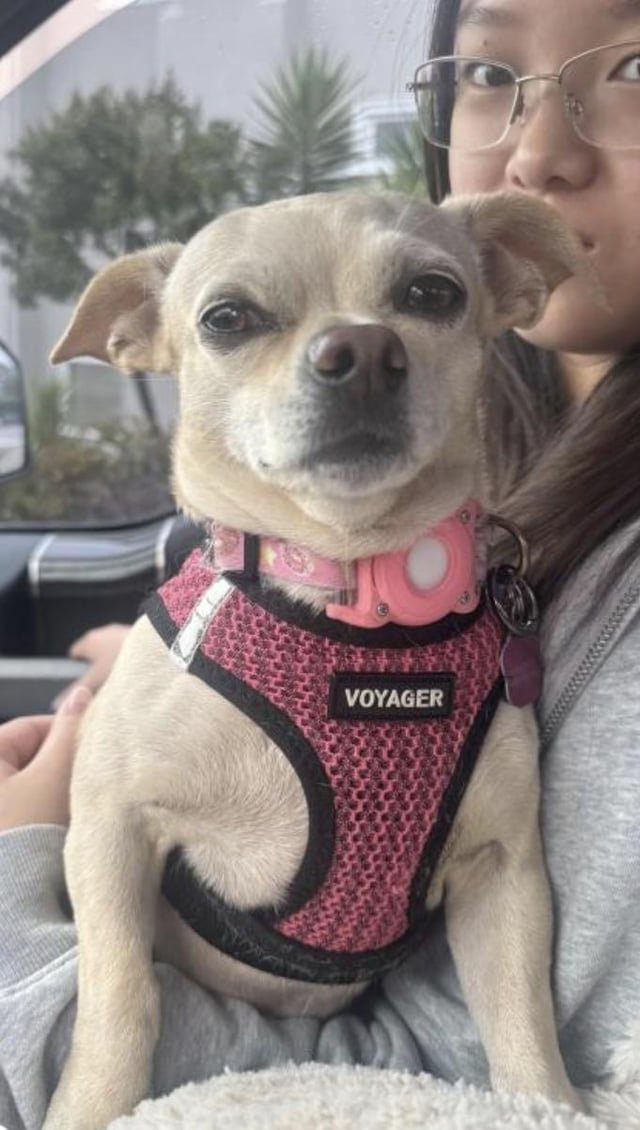 lost dog in San Francisco, California