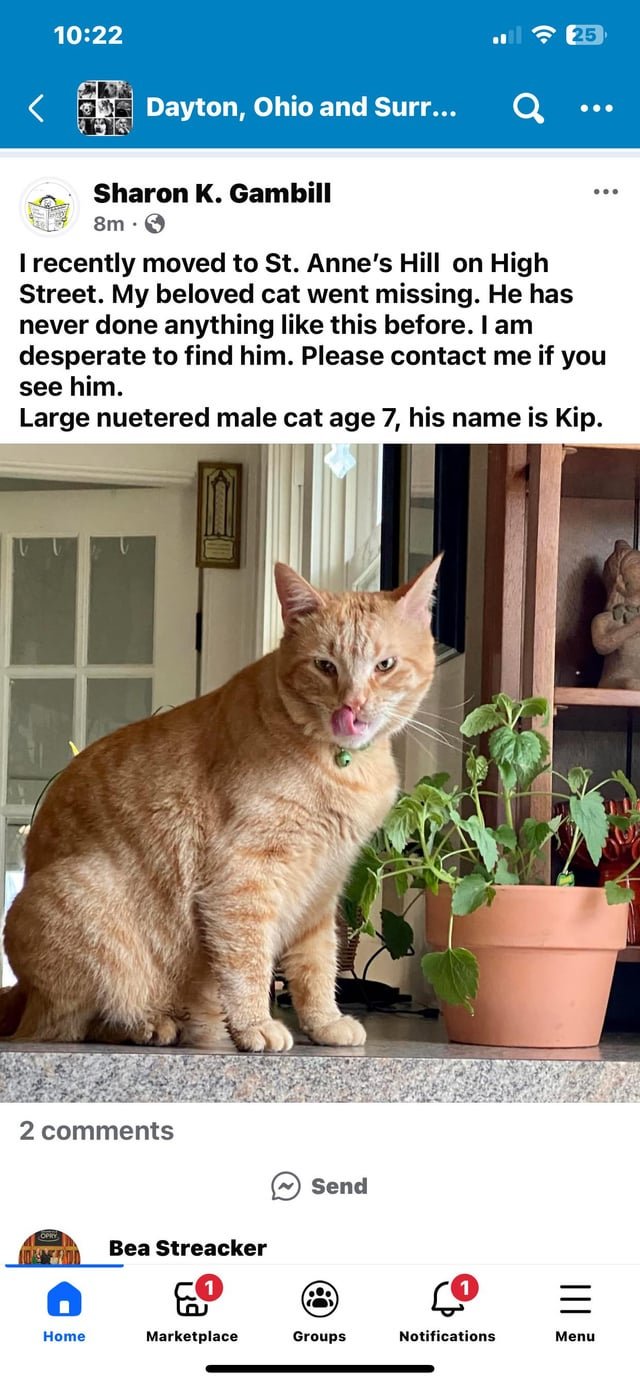 Lost Cat in Tempe, Arizona — listing photo