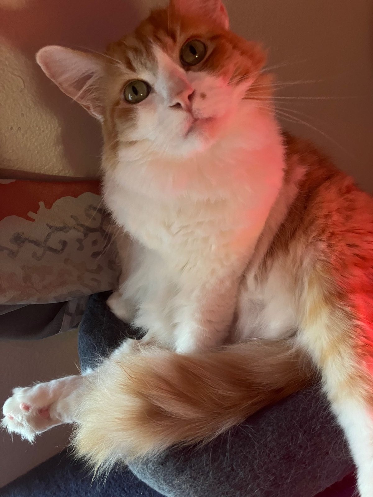 Lost Cat in San Marcos, California — listing photo