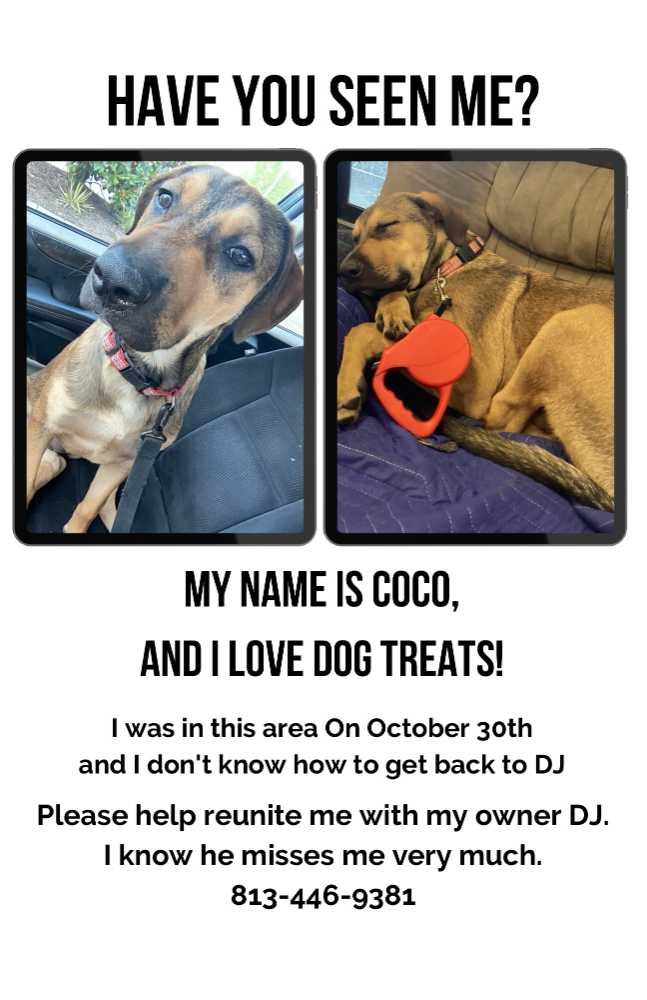 Lost Dog in Grand Prairie, Texas — listing photo
