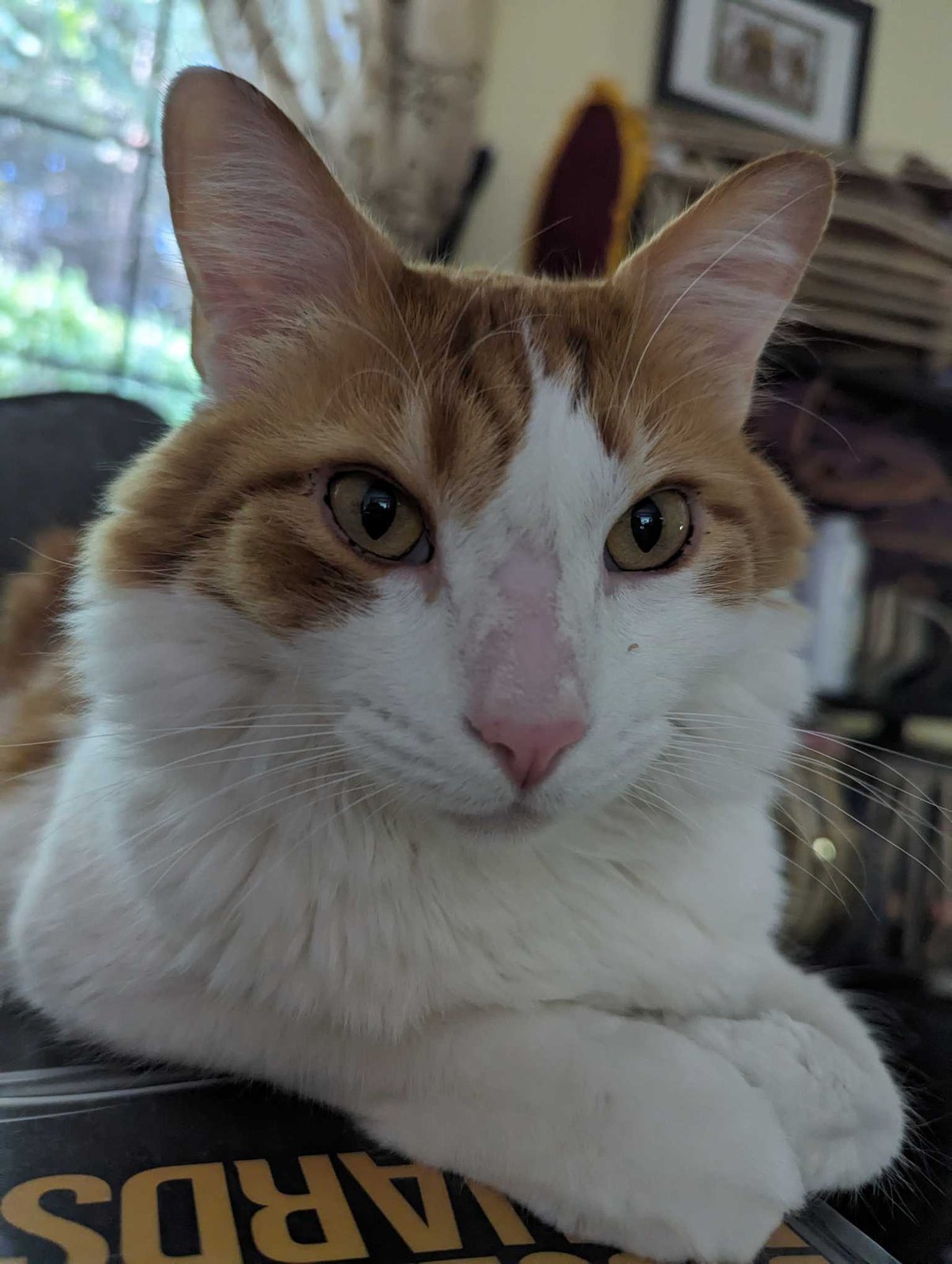 Lost Cat in Sammamish, Washington — listing photo