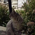 Found Cat in Nashville, Tennessee — listing photo