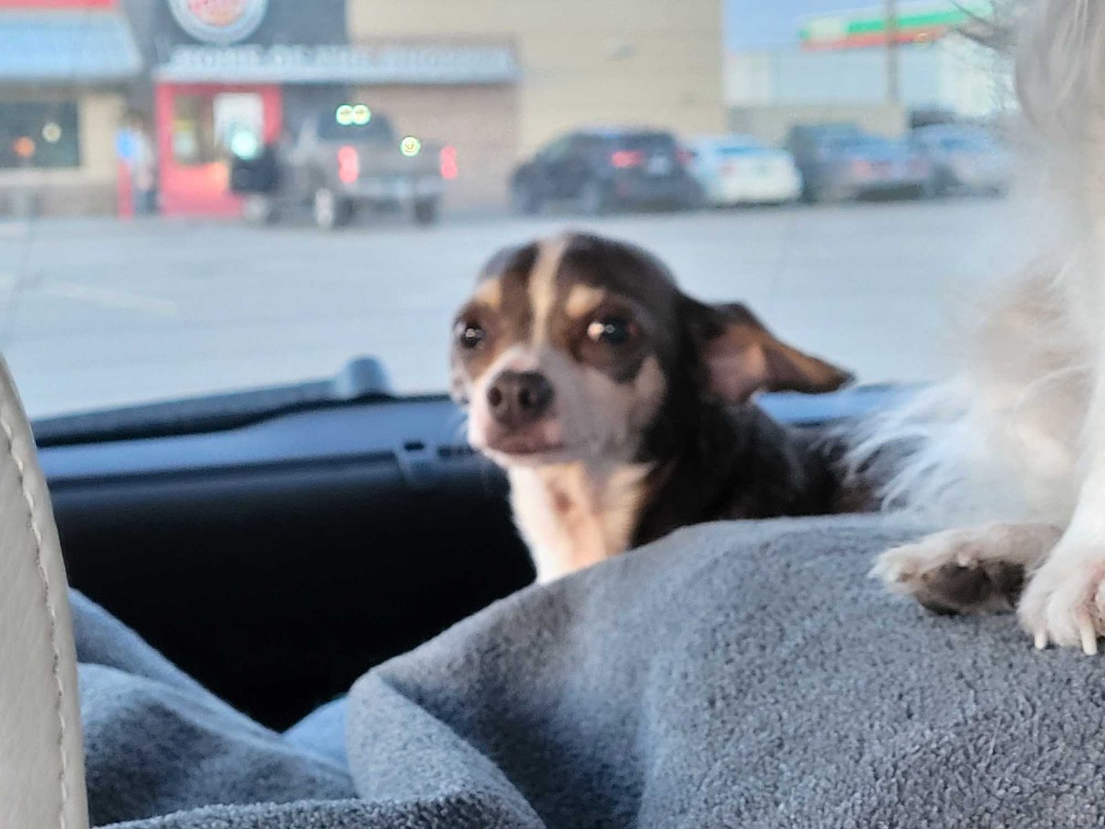 Lost Dog in Glendale, Arizona — listing photo