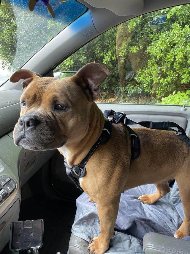 Found Dog in Winston-Salem, North Carolina — listing photo