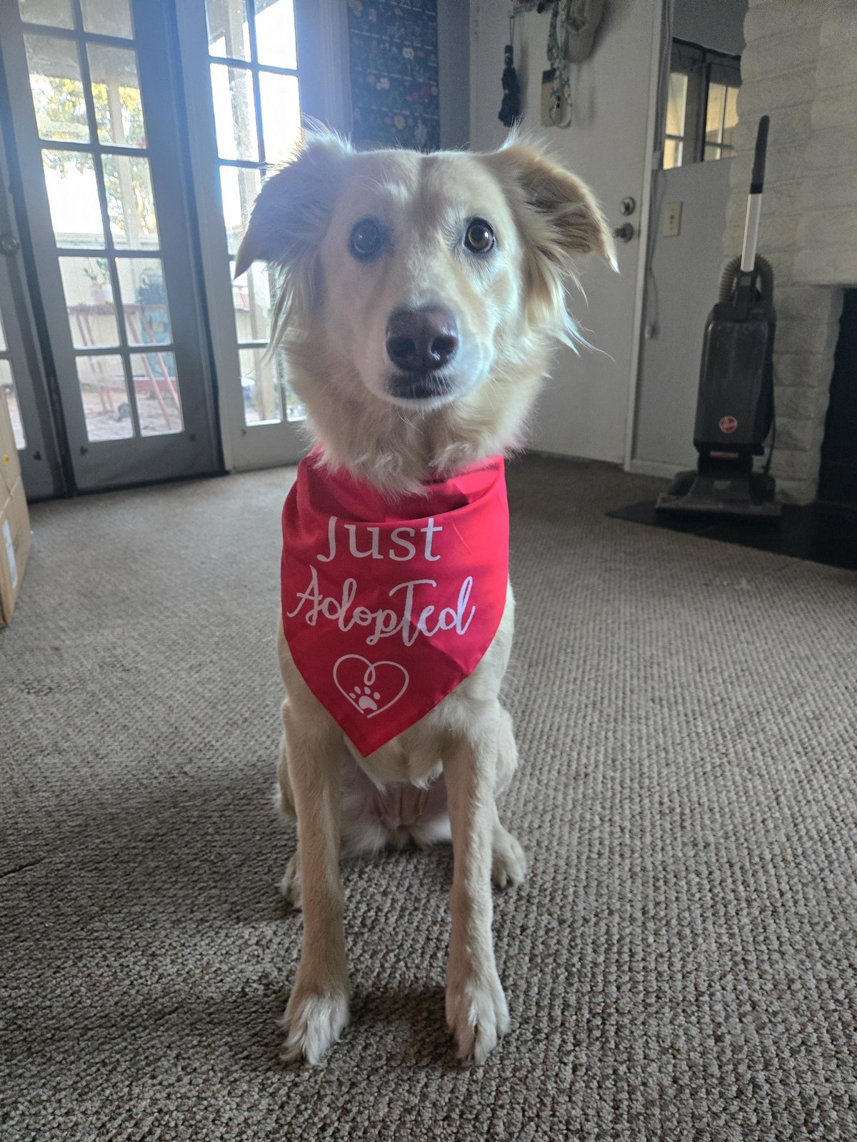 Lost Dog in San Diego, California — listing photo