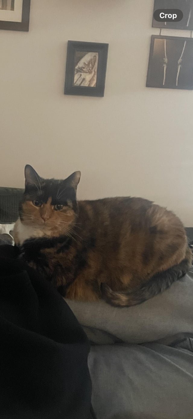 lost cat in Asheville, North Carolina