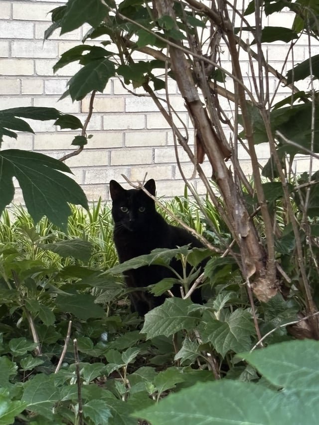 found cat in Washington, District of Columbia