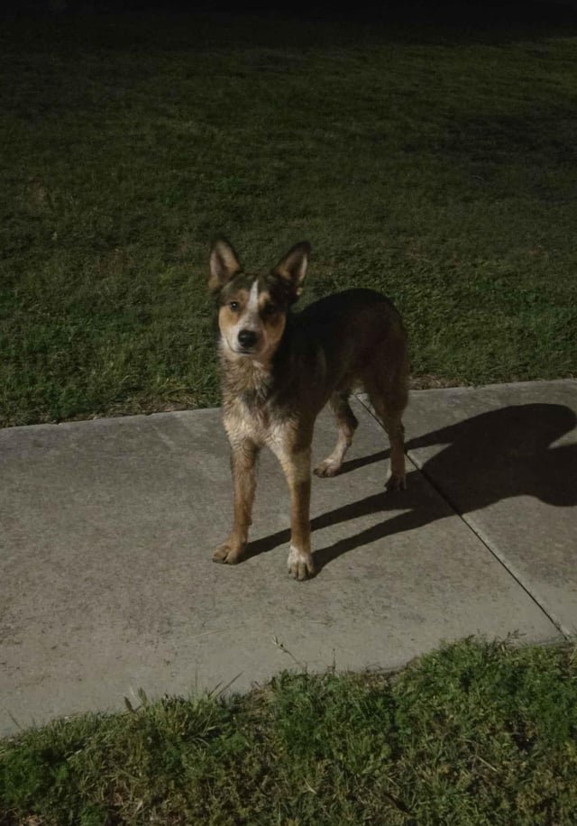found dog in Austin, Texas
