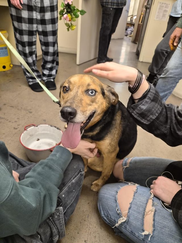 lost dog in Dayton, Ohio