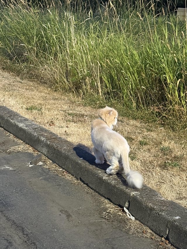 lost cat in Redmond, Washington