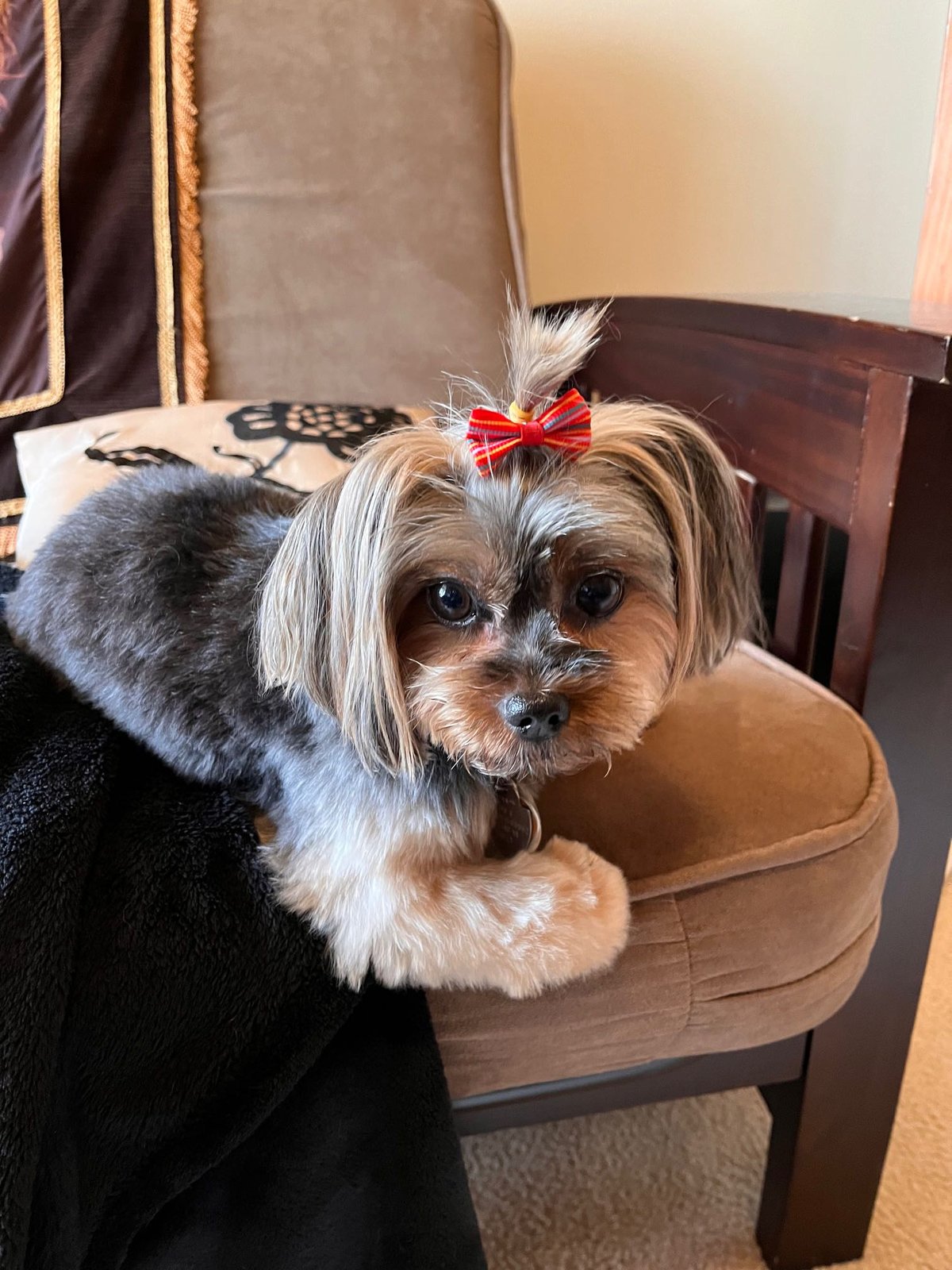 Lost Dog in Marysville, Washington — listing photo