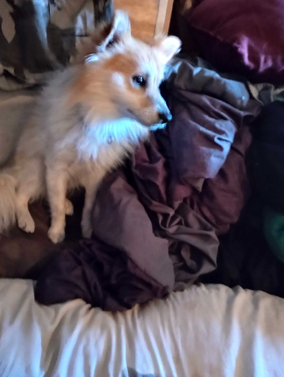Lost Dog in Winslow — listing photo