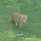 Lost Cat in Bellingham, Washington — listing photo