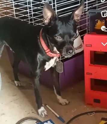 Lost Dog in Visalia, California — listing photo