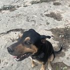 lost dog in Nashville, Tennessee