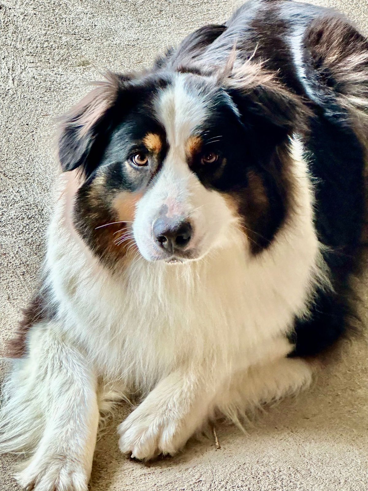 Lost Dog in Oakwood — listing photo