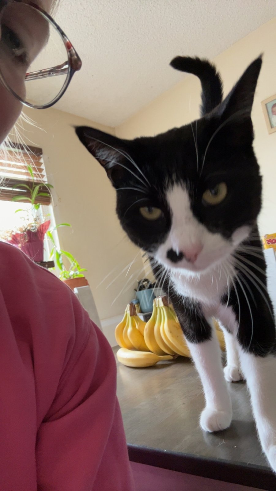Lost Cat in Morrison — listing photo