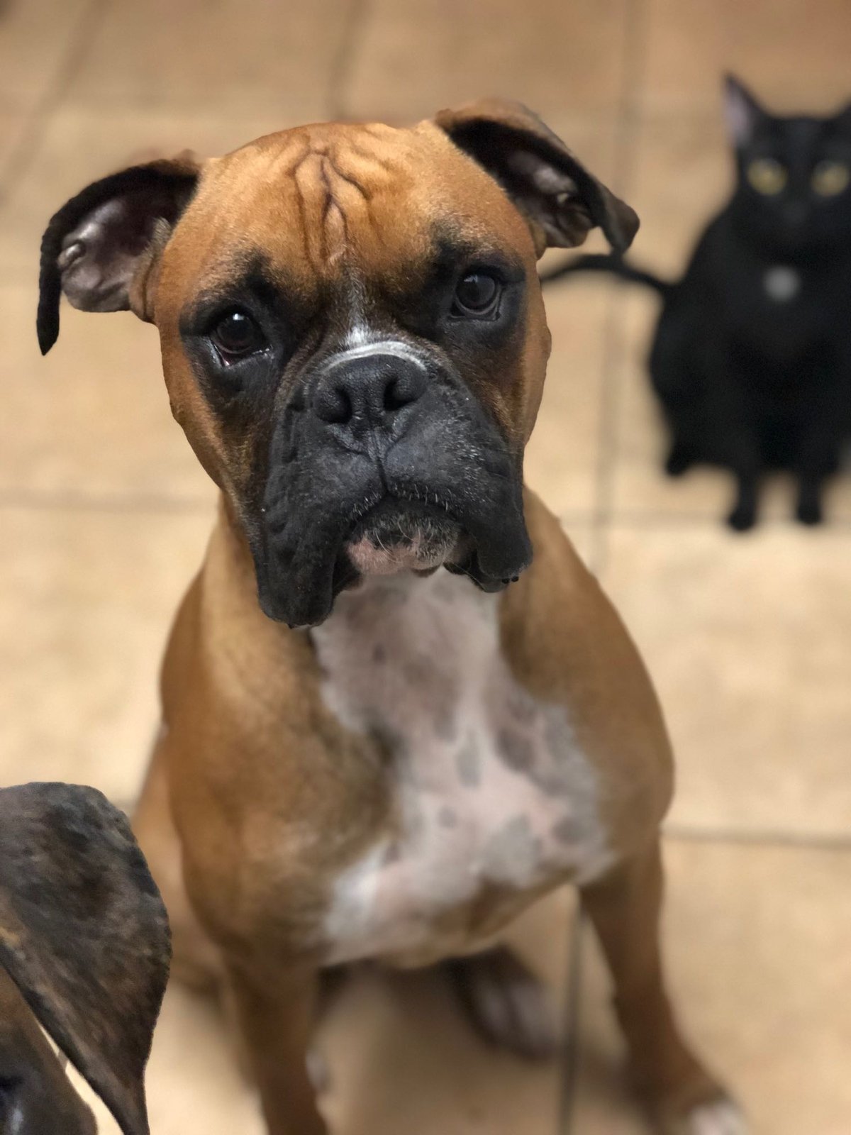 Lost Dog in Mesa, Arizona — listing photo