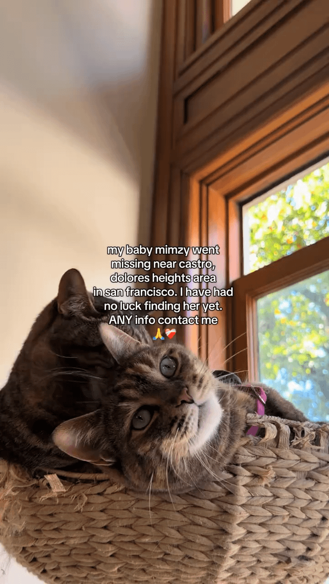 lost cat in San Francisco, California
