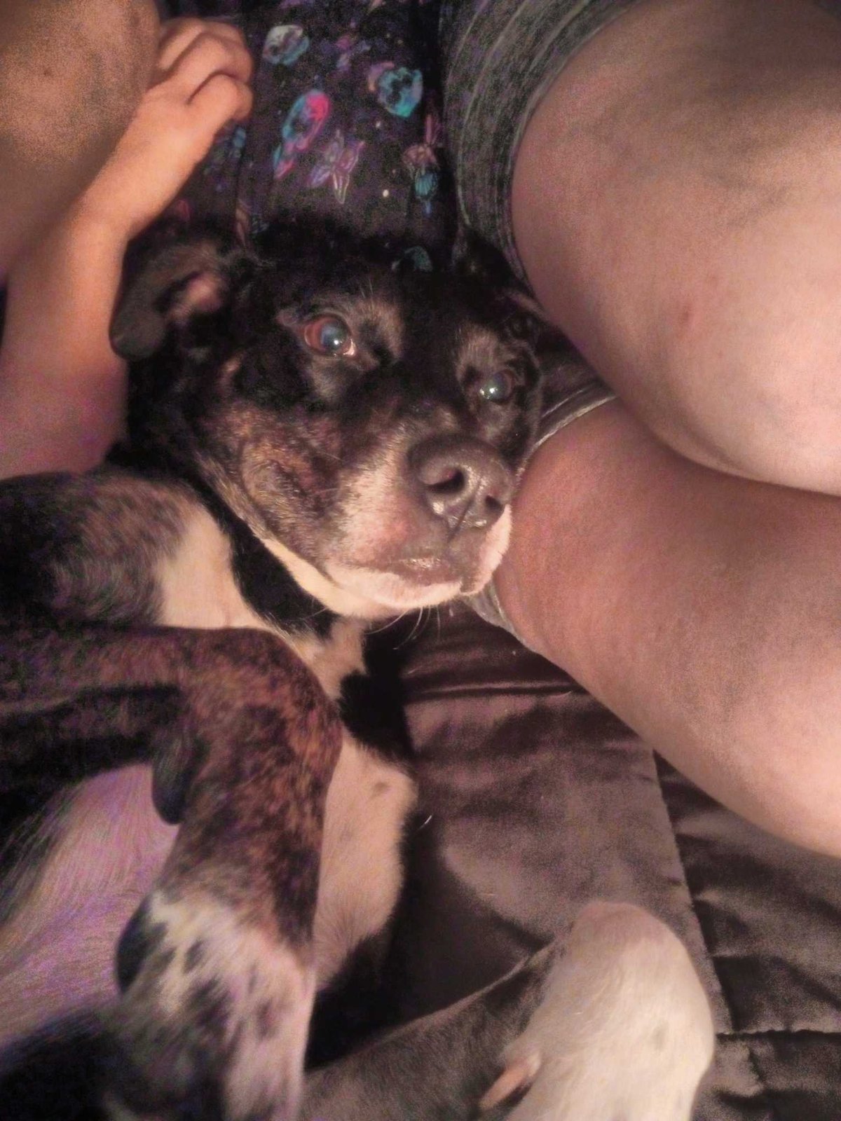 Lost Dog in Lakeland, Florida — listing photo
