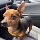 found dog in Dayton, Ohio