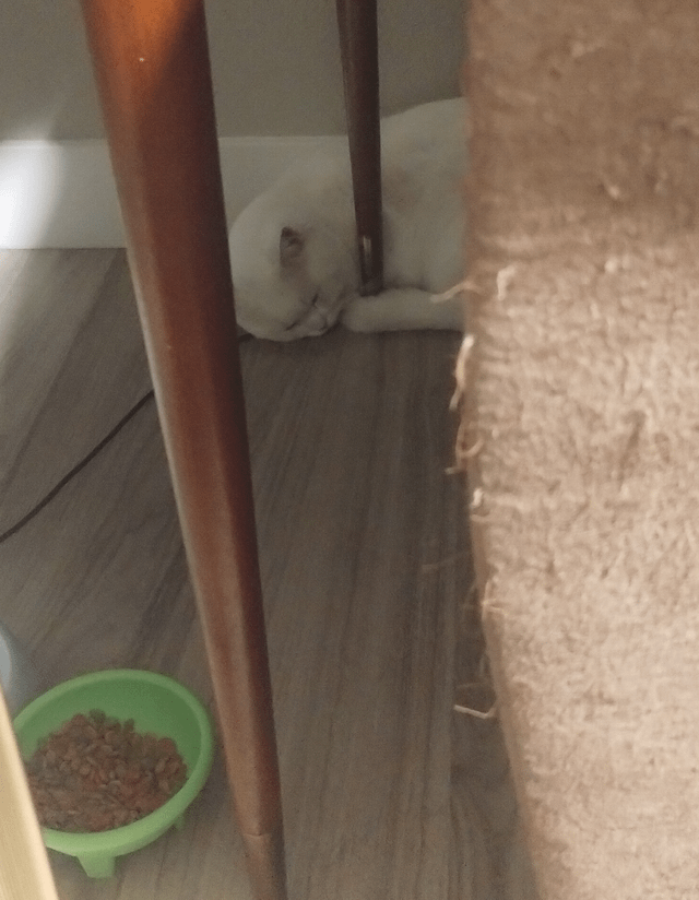 Lost Cat in Sacramento, California — Someone missing a cat...?
