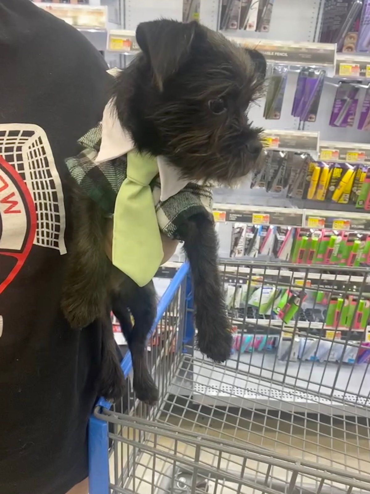 Lost Dog in Winder — listing photo