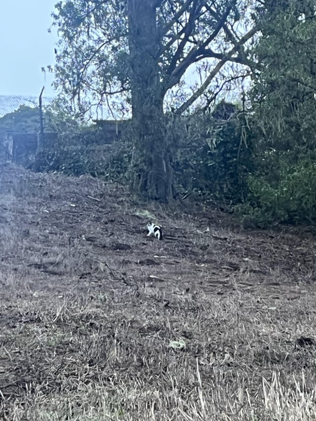 lost cat in San Francisco, California