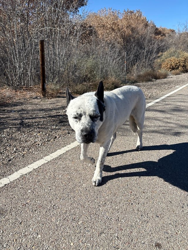 Lost Dog in Albuquerque, New Mexico — listing photo