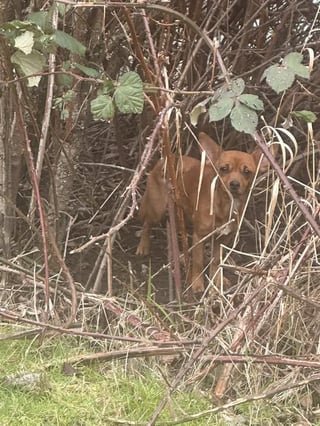 Lost Dog in Bellingham, Washington — Dog needs help now in Hovander Park