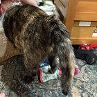 Found Cat in San Jose, California — AUSSIE PET GROOMING INJURED MY CAT