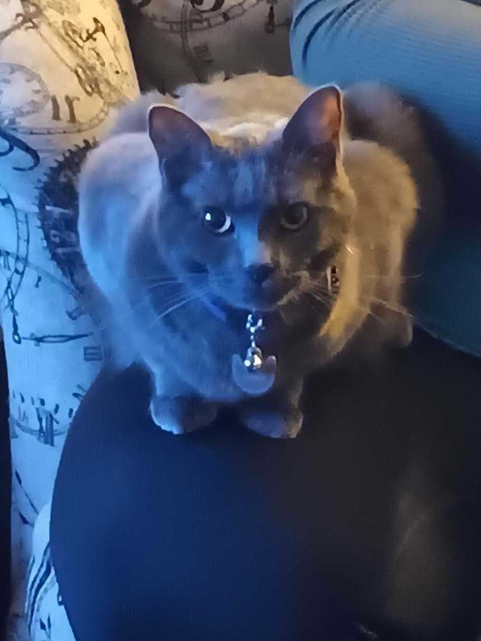 Lost Cat in Tigard, Oregon — listing photo