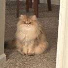 Lost Dog in Dallas, Texas — Urgent 🚨 question