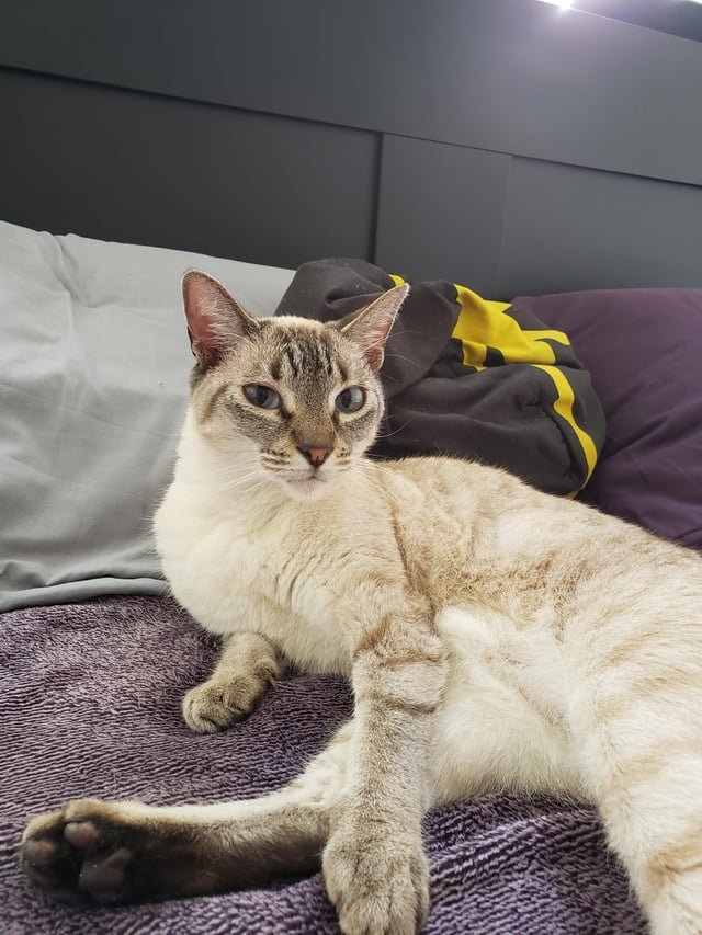 Lost Cat in Burbank, California — listing photo