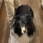 lost dog in Denver, Colorado
