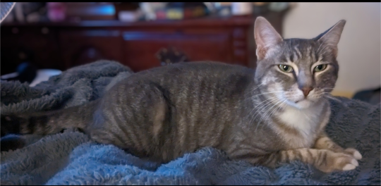 Lost Cat in Copperas Cove — listing photo