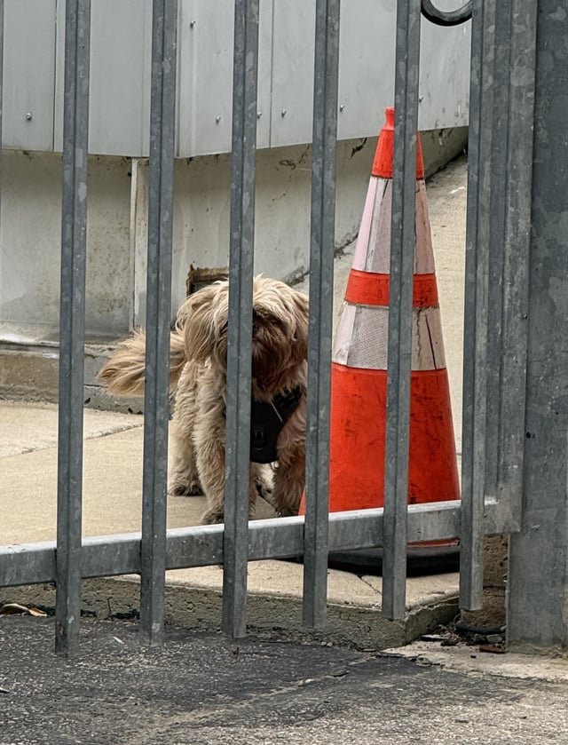 lost dog in Long Beach, California