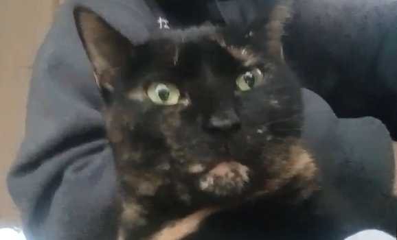 Lost Cat in Metter — listing photo