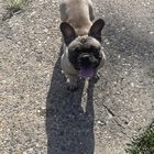 found dog in Philadelphia, Pennsylvania