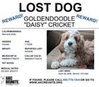 lost dog in Denver, Colorado